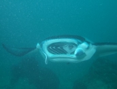 Yap Under Water